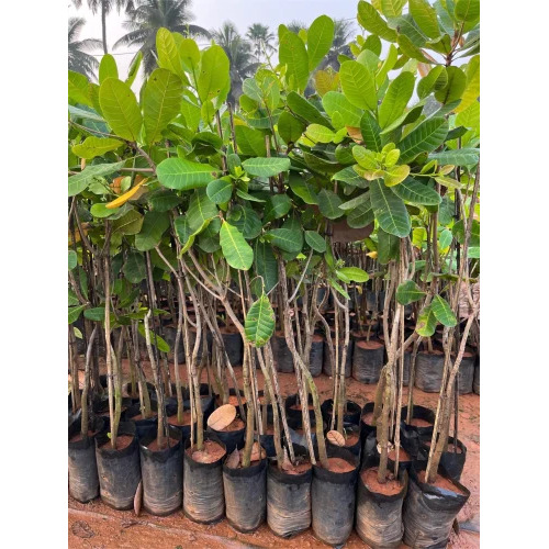 Green Cashew Grafted Plants
