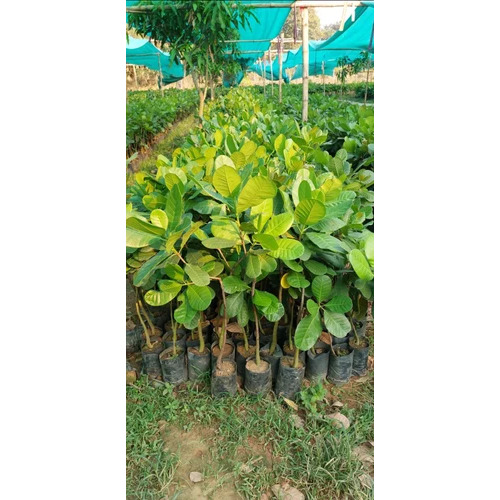 Green V4 Cashew Plant - Organic, Green | Variety: Cashew Nut, Food Usage