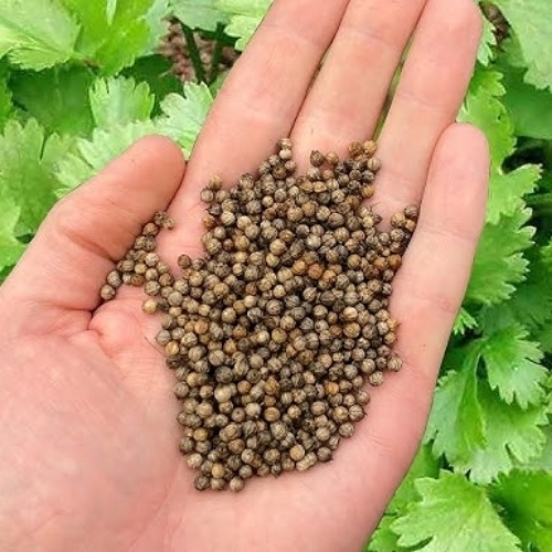 Coriander Seed