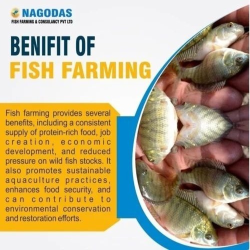 Bihar Biofloc Fish Farming By NAGODAS FISH FARMING AND CONSULTANCY PRIVATE LIMITED