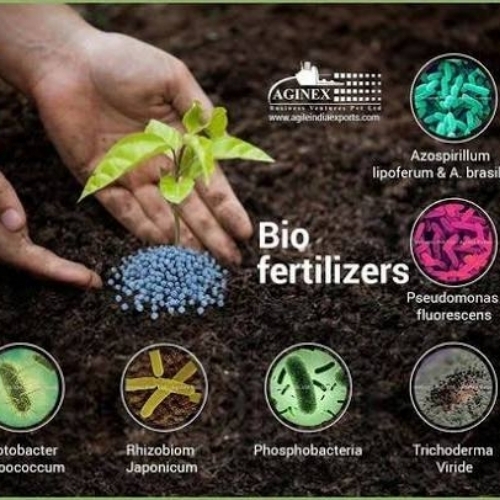 Bio fertilizer