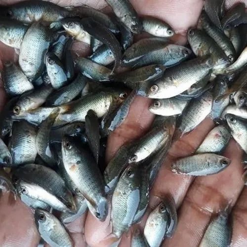 Rohu Fish Seed