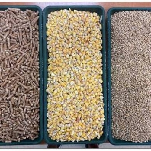 Wheat