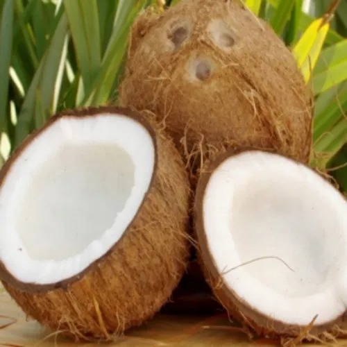 Semi Husked Coconut