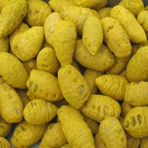 असंसाधित हल्दी बल्ब