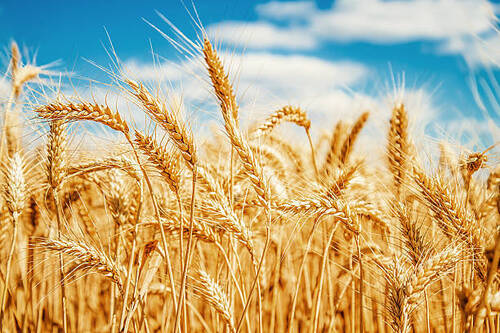 Wheat Grain - Grade: A