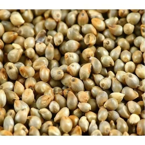 Bajra Seeds - Cultivation Type: Bajrabajra