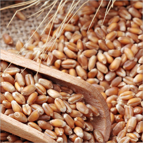 Wheat Grain - Bread Wheat Brown, 10-12% Moisture, â¤1% Foreign Particles | Natural Grains, Non GMO, Clean, Long Shelf-Life