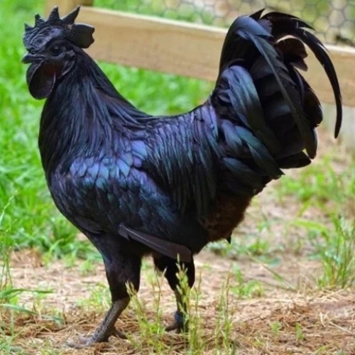 Country Birds