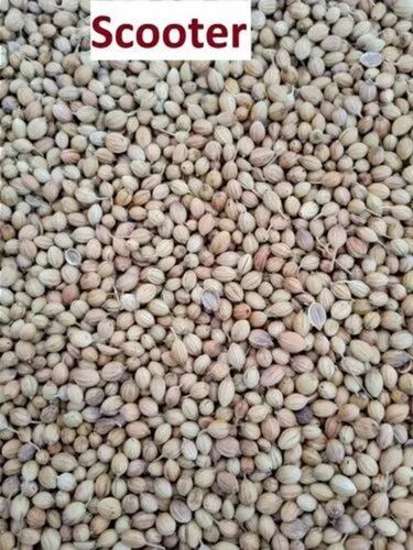 Natural Dried Coriander Seeds