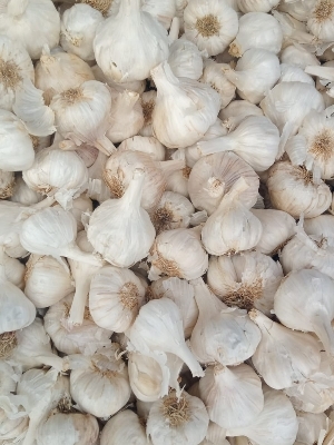 Organic Fresh Garlic