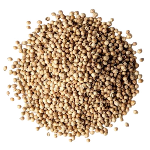 Organic Coriander 