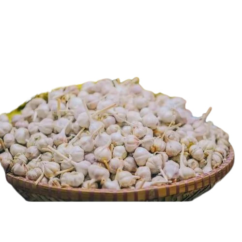 30 Mm Fresh Garlic - 30 Mm Size, 50 Kg Packaging | Raw, Round, Preserved Style, Shelf Life 18 Months