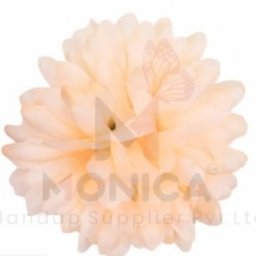 B10 Mums Flowers 