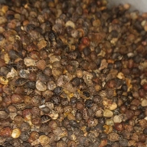 Agakara Or Spine Gourd Seeds