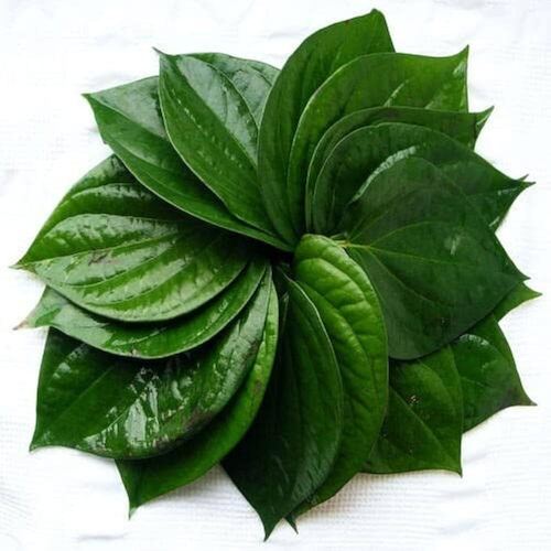 Betel Leaves - Breed: .