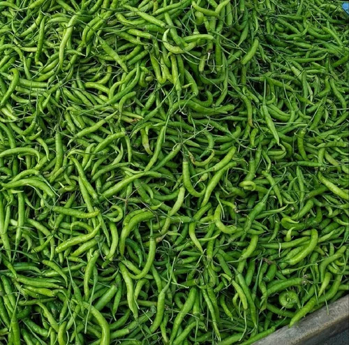 Fresh Green Chilli