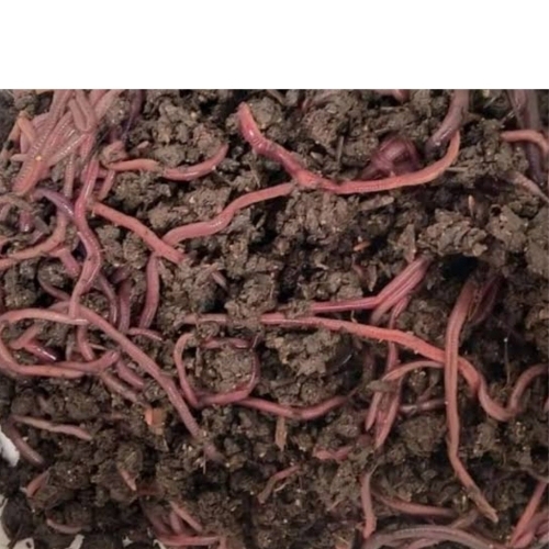 Eisenia Fetida Earthworm