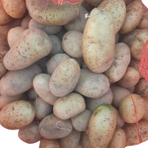 Fresh Chipsona Potato