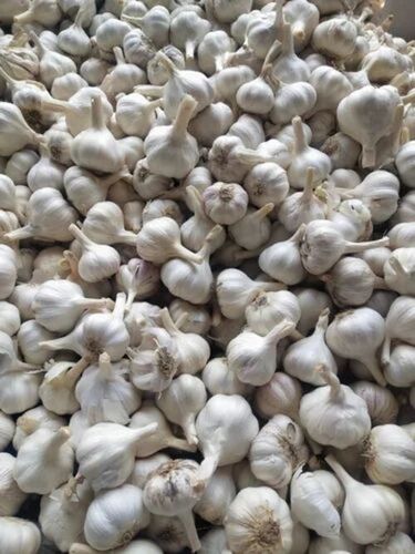 Fresh Garlic