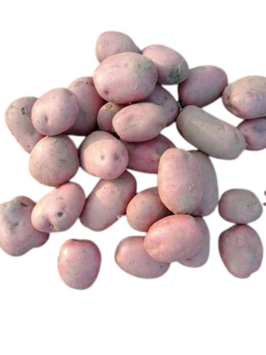 Fresh Kanchan Potato