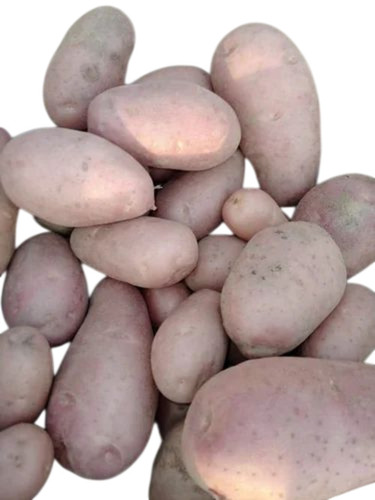 Holland Potato