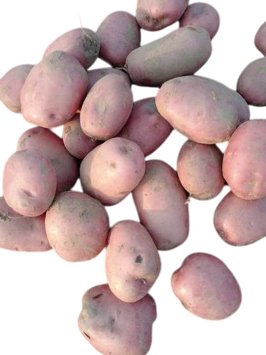 Kanchan Potato