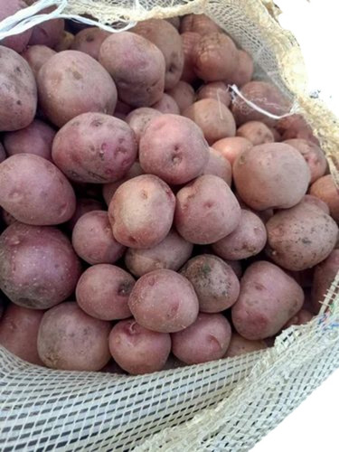 Lr Potatoes