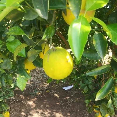 Sweet Lemon Mosambi Fruit