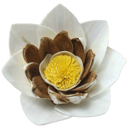 Bonica Sola Flower