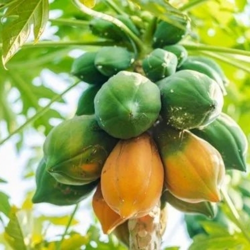 Papaya Plant 