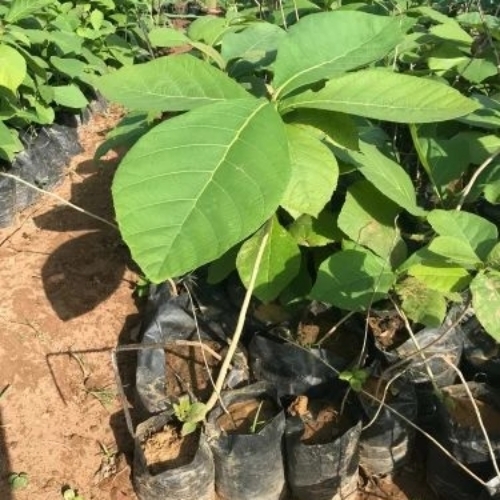 Sagwan Teak Plant