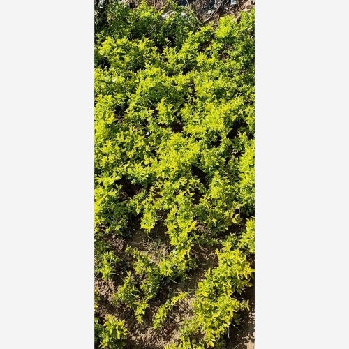 Duranta Flowering Plant 