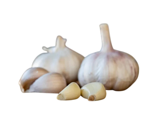 Fresh Garlic