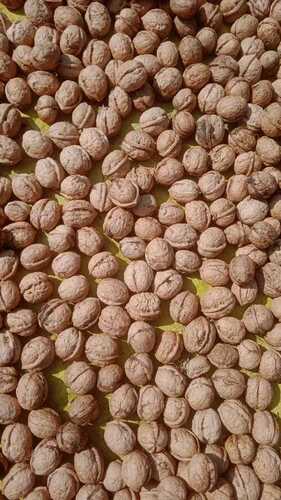 Kashmiri Walnut - Broken (%): High Quality