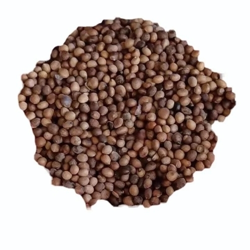 Natural Spine Guard Seed - Brown Small Size, Thorny Surface | Organic, Green Color, Grade A, Purity 100%
