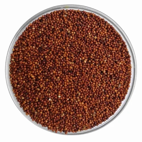 Organic Finger Millet Seeds