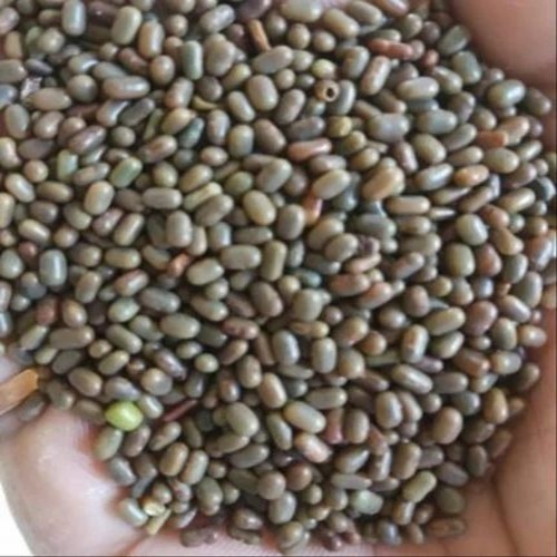 Sesbania Dhaincha Seed