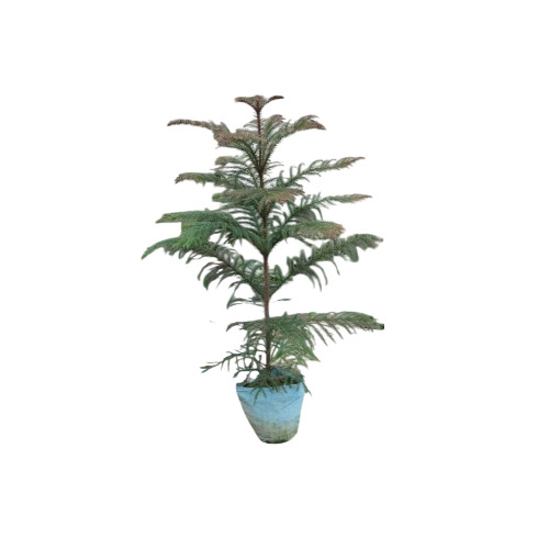 Araucaria Christmas Tree - Color: Green