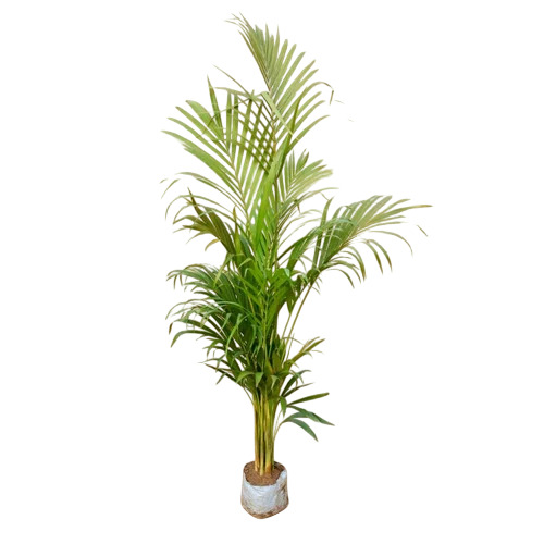 Areca Palm Plant - Color: Green