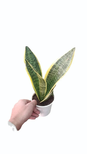 Artificial Snake Plant - Color: Green With Light Yellow Edges