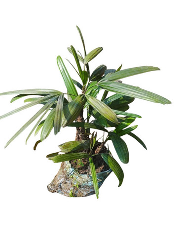 Broad Leaf Lady Palm Plant - Color: Green