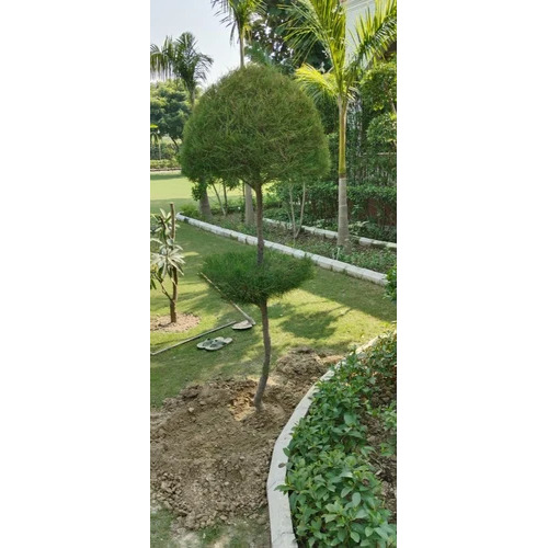 Conocarpus Erectus Plant - Color: Green