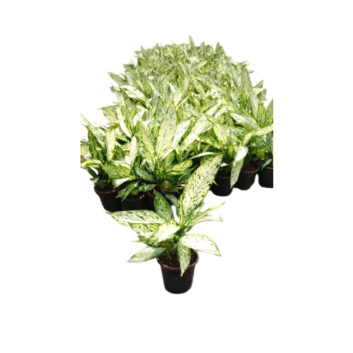 Dieffenbachia Exotica Alba Plant - Color: Green