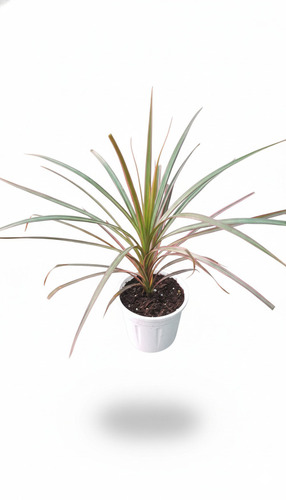 Dracaena Colorama Plant - Color: Brownish Green