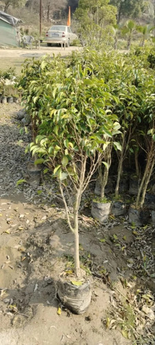 Ficus Benjamina Plant - Color: Green