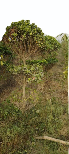 Ficus Letusa Tapori Plant - Color: Green