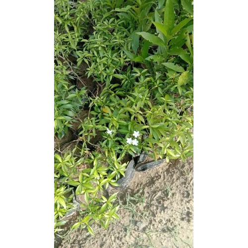Ficus Starlight Plant