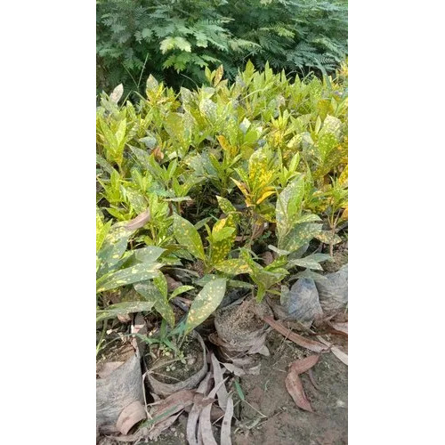 Garden Croton Plant - Color: Yellowish Green
