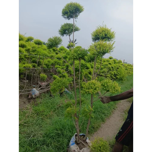 Golden Bottle Brush Topiary - Color: Green